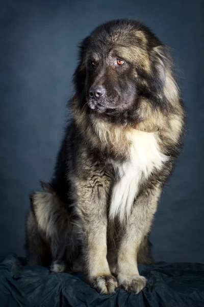 Šedý pes — Stock fotografie