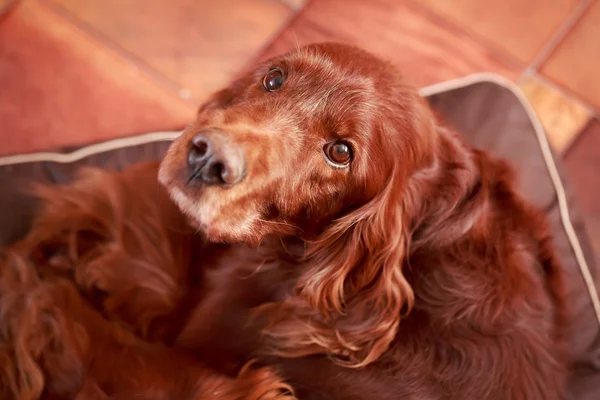 Красная собака — стоковое фото