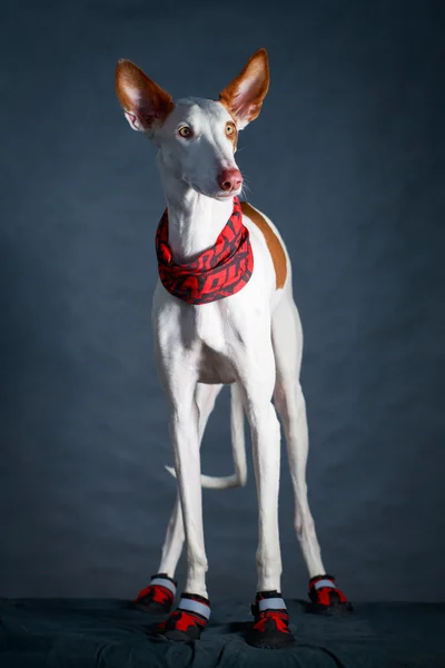 Câine alb — Fotografie, imagine de stoc