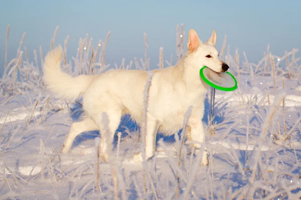 Hvit hund – stockfoto