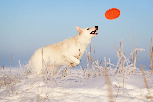 Chien blanc — Photo