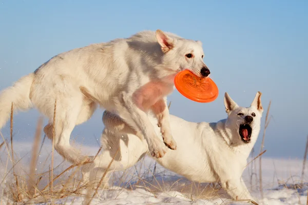 Cane bianco — Foto Stock