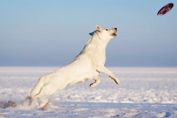 White dog — Stock Photo, Image