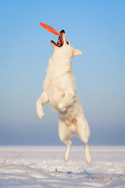 Anjing putih — Stok Foto