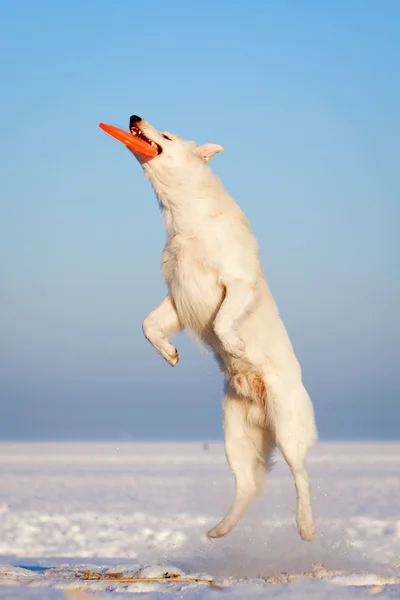 Cane bianco — Foto Stock