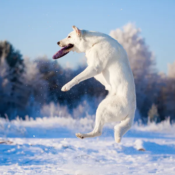 Witte hond — Stockfoto