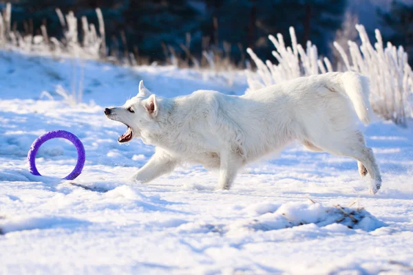 Weißer Hund — Stockfoto