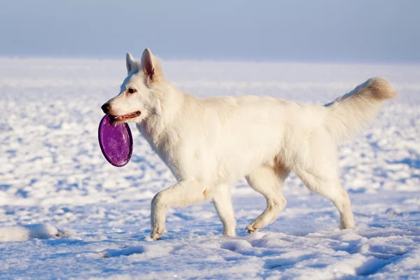 Vit hund — Stockfoto