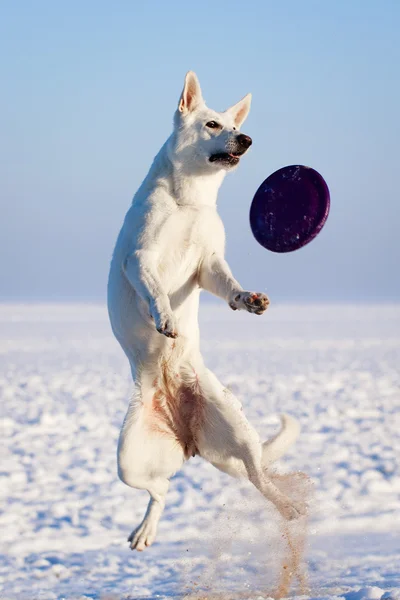 Cane bianco — Foto Stock