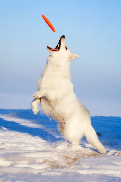 Λευκό σκυλί — Φωτογραφία Αρχείου