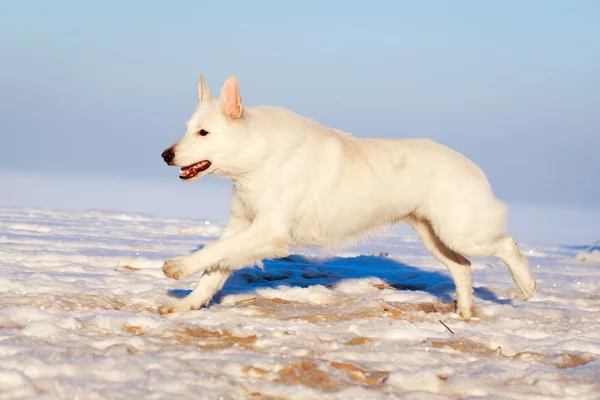 Vit hund — Stockfoto