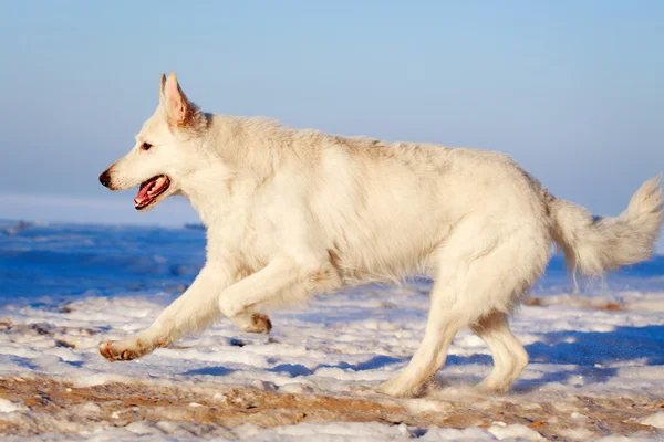 Perro blanco — Foto de Stock