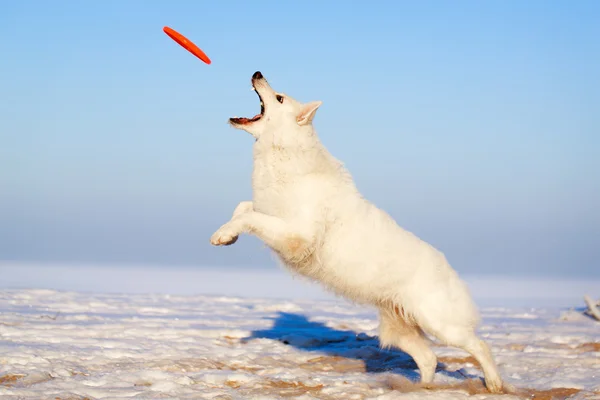 Perro blanco — Foto de Stock