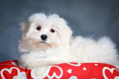hayvan köpek