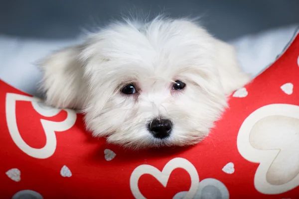 Dierlijke hond — Stockfoto