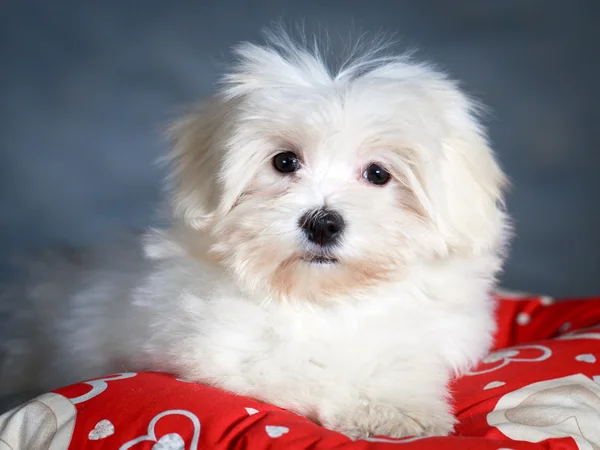 Tierischer Hund — Stockfoto