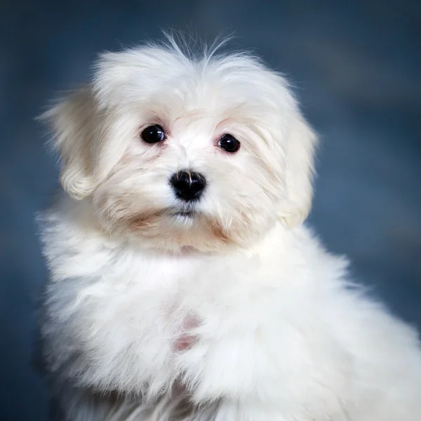 Tierischer Hund — Stockfoto