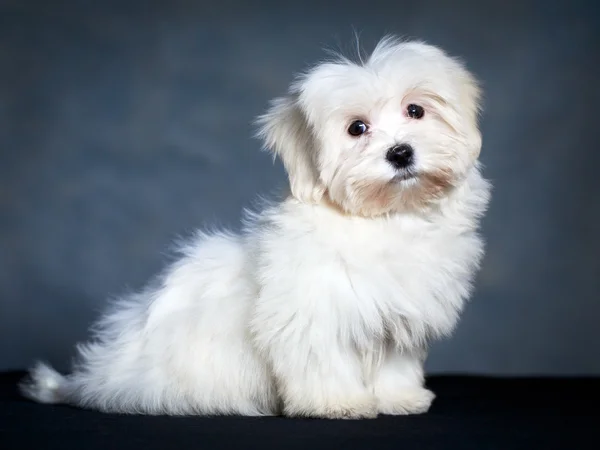 Cão animal — Fotografia de Stock