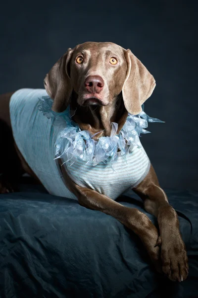 Cão animal — Fotografia de Stock