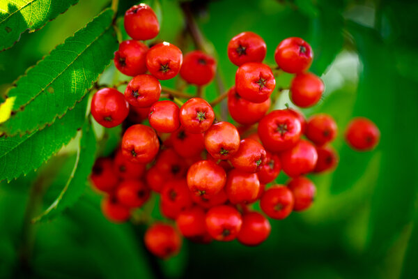 Red berries