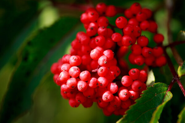 Red berries