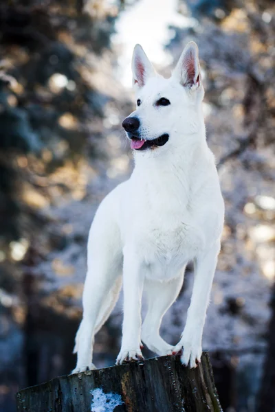 Perro blanco — Foto de Stock