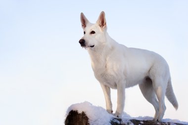 beyaz köpek