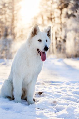 beyaz köpek
