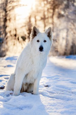 beyaz köpek