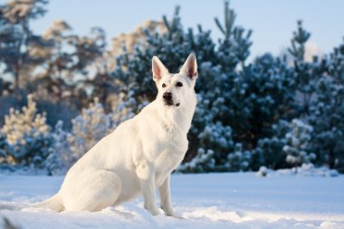 beyaz köpek