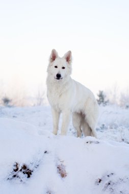 beyaz köpek