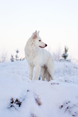 beyaz köpek