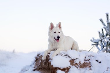 beyaz köpek