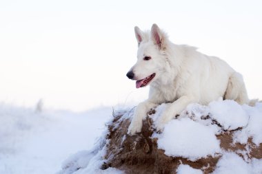 beyaz köpek