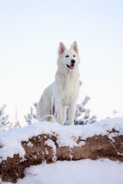 beyaz köpek