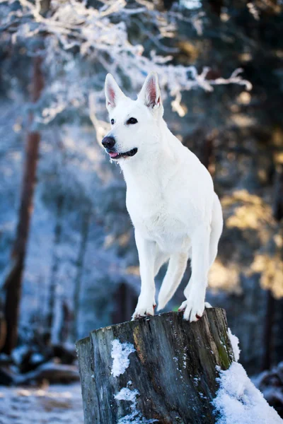 Perro blanco —  Fotos de Stock