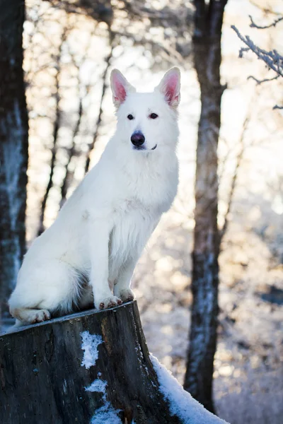 Біла собака — стокове фото