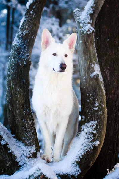 Vit hund — Stockfoto