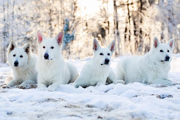 Vit hund — Stockfoto