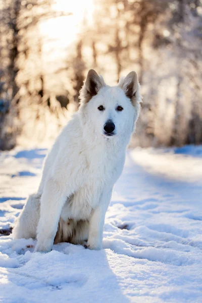 Witte hond — Stockfoto