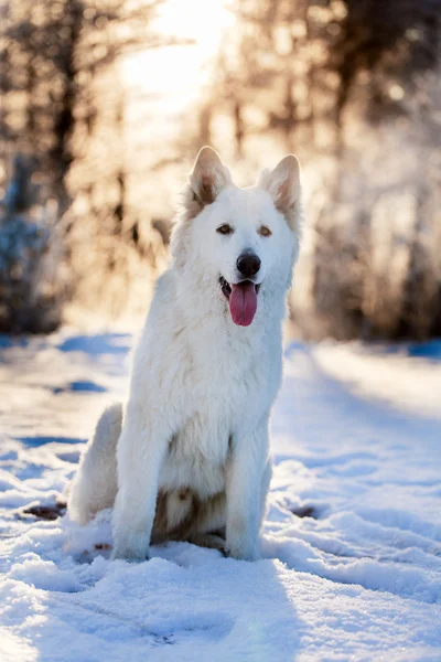 白い犬 — ストック写真