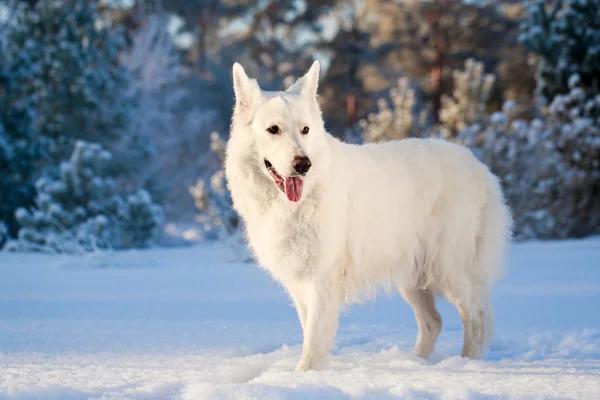 Witte hond — Stockfoto