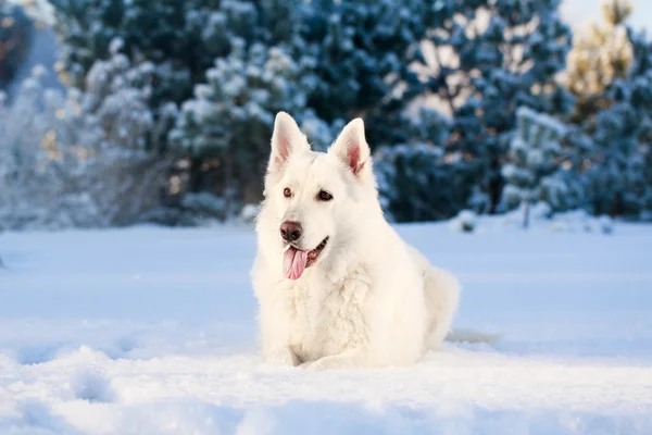 Fehér kutya — Stock Fotó