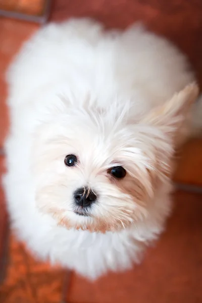 Cão branco — Fotografia de Stock