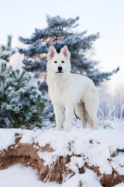 Witte hond — Stockfoto