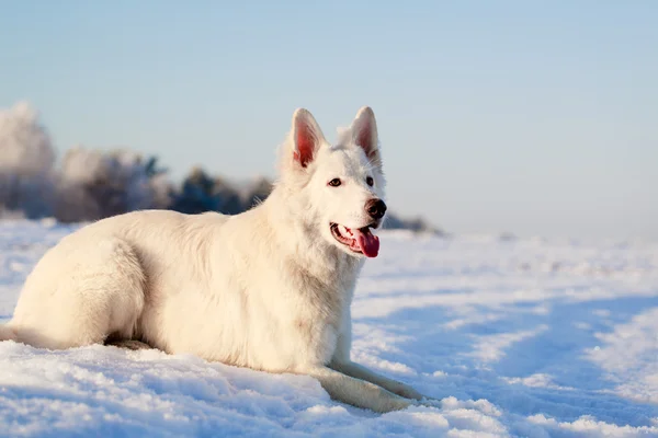 白い犬 — ストック写真