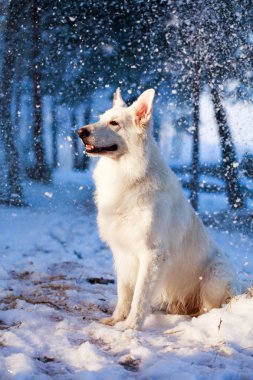 beyaz köpek