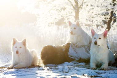 beyaz köpek