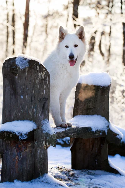 Witte hond — Stockfoto