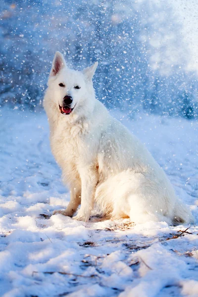 Witte hond — Stockfoto